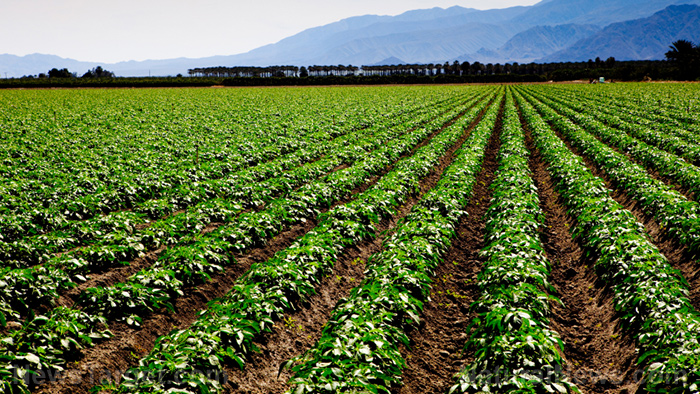 Natural Cycles Cover Crops Bring Balance To Ecology